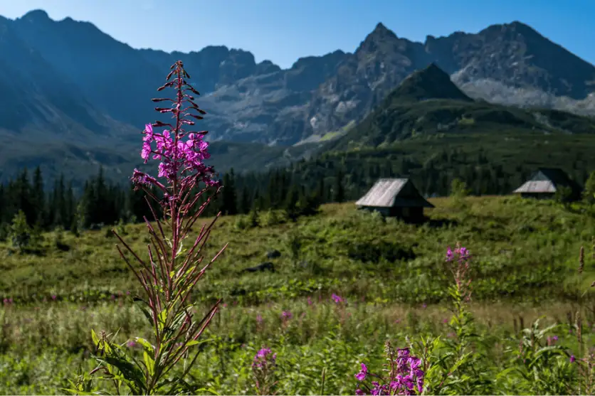 Wypoczynek w Zakopanem